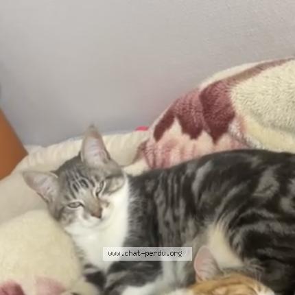 Foto 1/1 Aslan Chat perdido en Flers