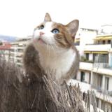 Foto del gato perdido en Nice