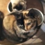 Foto del gato perdido en Paulinet