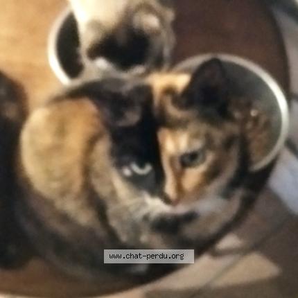 Foto 1/1 Galou Chat perdido en Paulinet