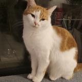 Foto del gato perdido en Ballan Mire