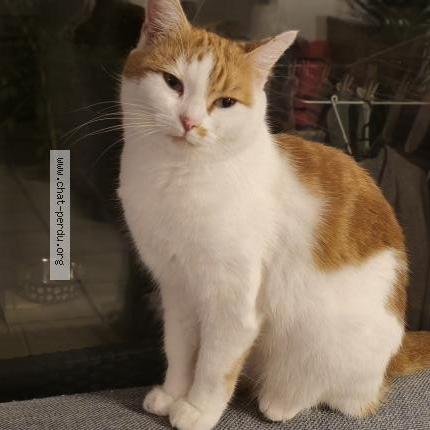 Foto 1/1 Shannel Chat perdido en Ballan mire