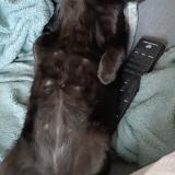 Foto del gato perdido en Avesse