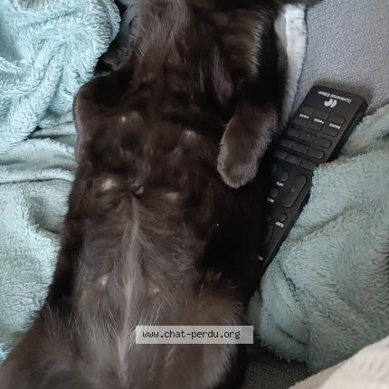 Foto 1/1 Boston Chat perdido en Avesse
