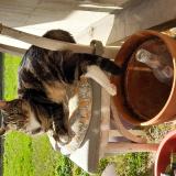 Foto del gato perdido en Montreuil