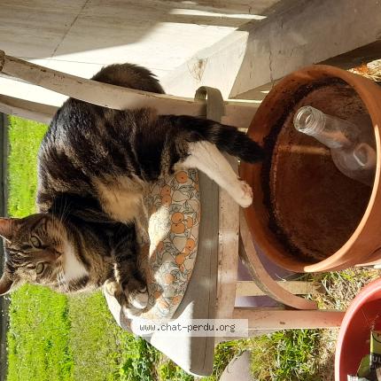 Foto 1/1 Mistinguett Chat perdido en Montreuil