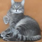 Foto del gato perdido en Vitrolles