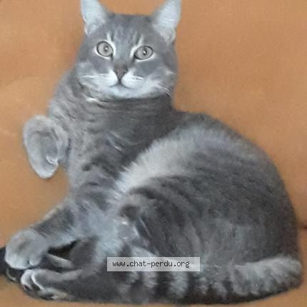 Foto 1/1 MLE KHADIDJA AIT ALIBOU Chat perdido en Vitrolles