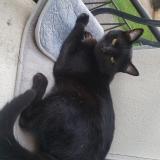 Foto del gato perdido en Bourges