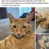 Foto del gato perdido en Liberty