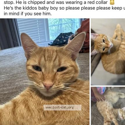 Foto 1/1 Petey Chat perdido en Liberty