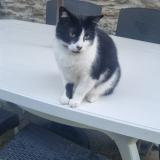 Foto del gato perdido en Brest