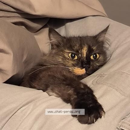 Foto 1/1 Austra Chat perdido en Moulismes