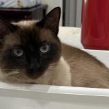 Foto del gato perdido en Bradenton