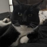 Foto del gato perdido en Meridian