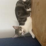 Foto del gato perdido en Bengy Sur Craon