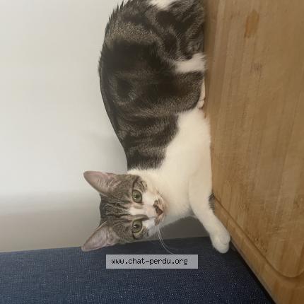 Foto 1/1 Violette Chat perdido en Bengy sur craon