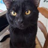 Foto del gato perdido en 44720 St Joachim