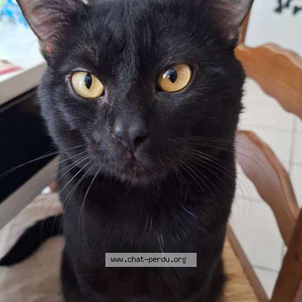 Foto 1/1 Berlioz Chat perdido en 44720 st joachim