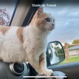 Foto del gato perdido en Pouance