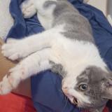 Foto de gato encontrado en Salaise Sur Sanne