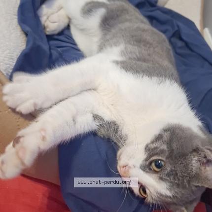 Foto 1/1 Gato encontrado Encontrado en Salaise sur sanne