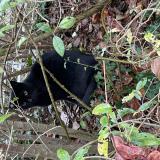 Foto de gato encontrado en Strasbourg