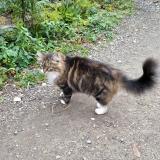 Foto de gato encontrado en La Hague