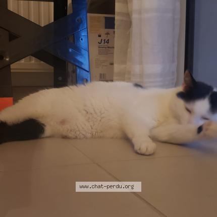 Foto 1/1 Calin Chat perdido en Le porge