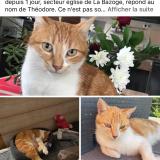 Foto del gato perdido en La Bazoge