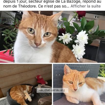 Foto 1/1 Th&eacute;odore Chat perdido en La bazoge