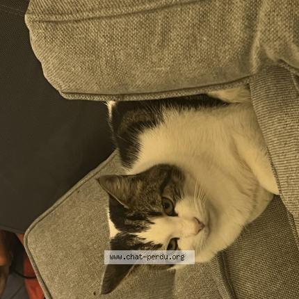 Foto 2/3 Gato encontrado Encontrado en St sulpice et cameyrac