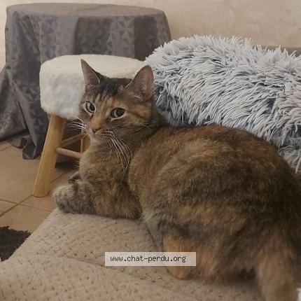 Foto 1/1 Lia Chat perdido en Saint maurin