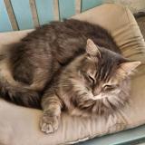 Foto del gato perdido en Combs La Ville