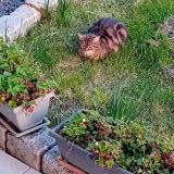 Foto del gato perdido en Tours