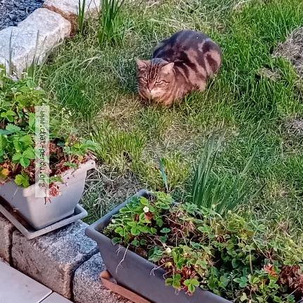 Foto 1/1 Loupix Chat perdido en Tours