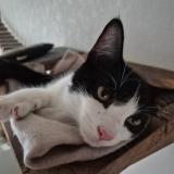 Foto del gato perdido en Brive La Gaillarde