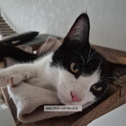 Foto 1/1 Felix Chat perdido en Brive la gaillarde