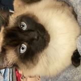 Foto del gato perdido en Lima Surco