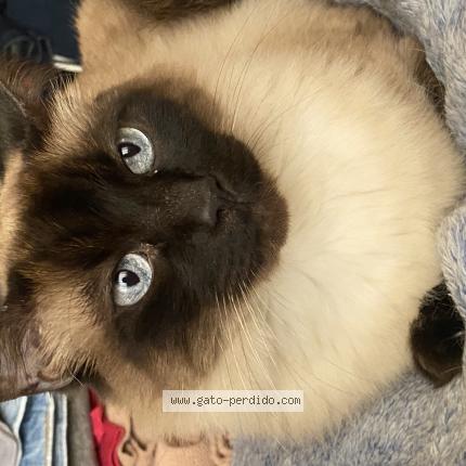 Foto 1/1 Kirito Chat perdido en Lima surco