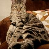 Foto del gato perdido en Bining