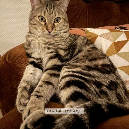 Foto 1/1 Manteau Chat perdido en Bining