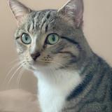 Foto del gato perdido en Saint Maur Des Fosses