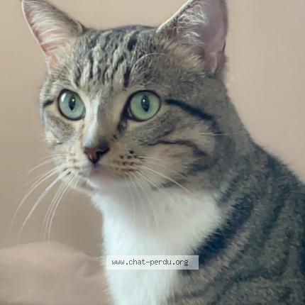 Foto 1/1 Loulou Chat perdido en Saint maur des fosses