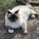 Foto del gato perdido en Montpellier