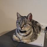 Foto del gato perdido en Bornel