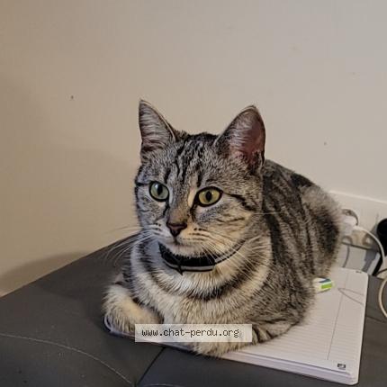 Foto 1/1 Miya Chat perdido en Bornel