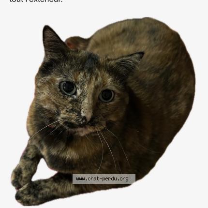 Foto 1/1 Minette Chat perdido en Auch