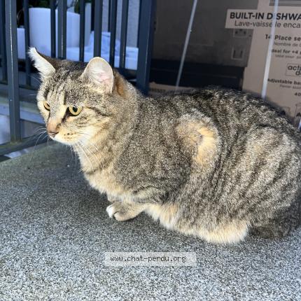 Foto 1/1 Olympe Chat perdido en Valentigney