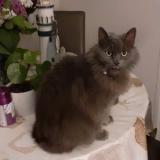 Foto del gato perdido en Middelkerke